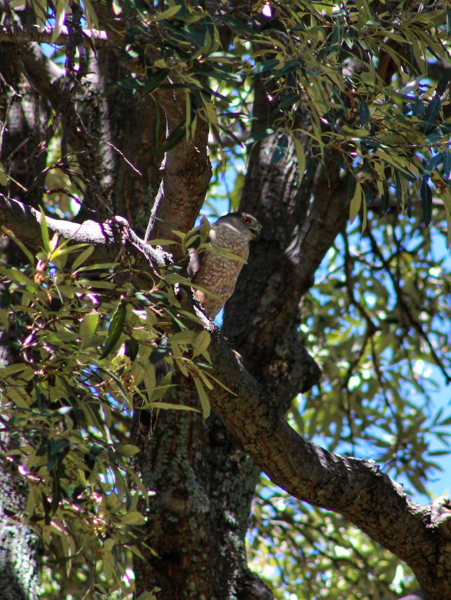 Cooper's Hawk - Tiana Starke