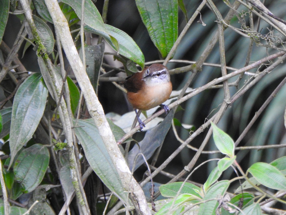 Long-billed Wren - ML619311942