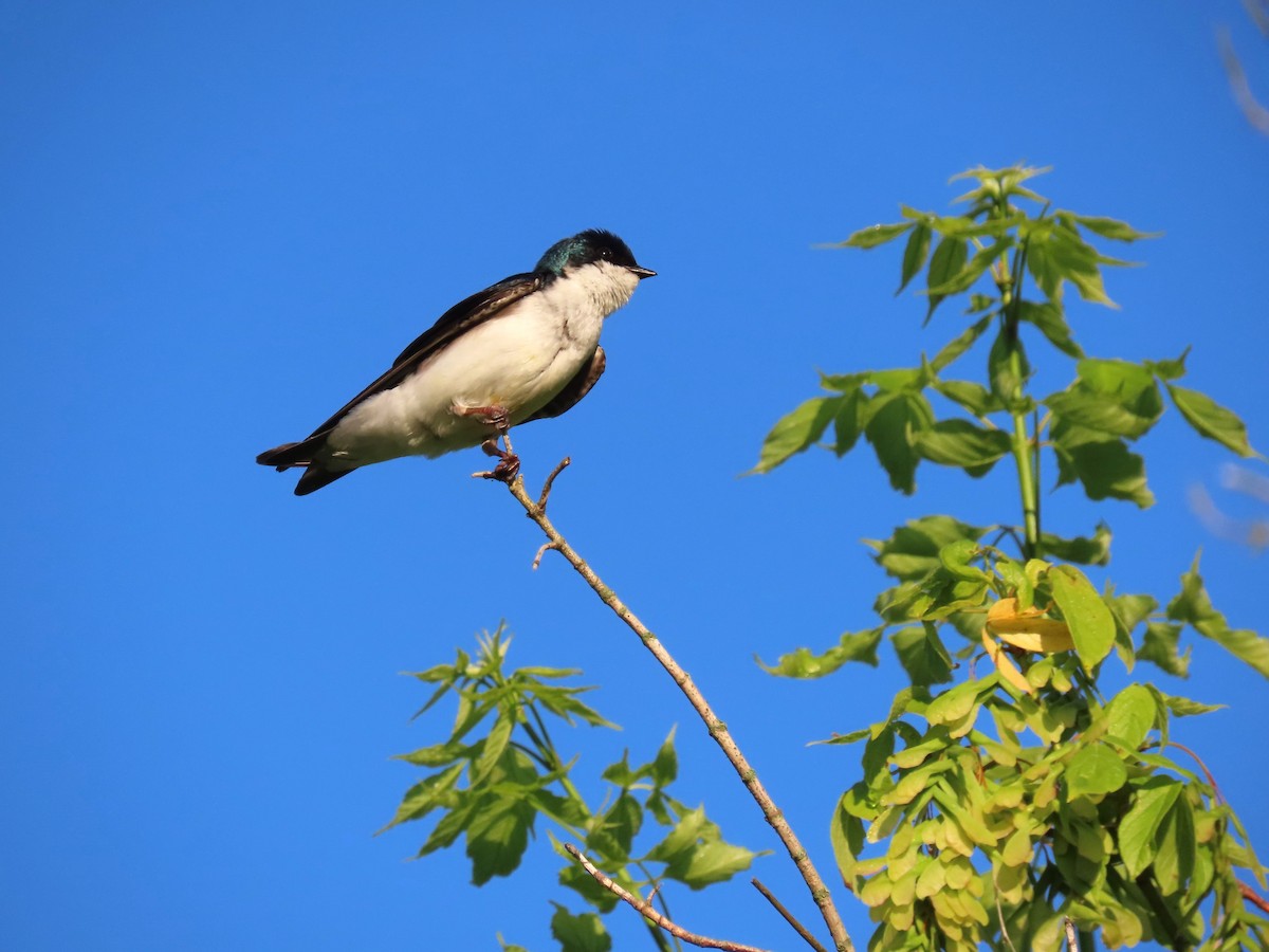 Tree Swallow - Randy Morgan