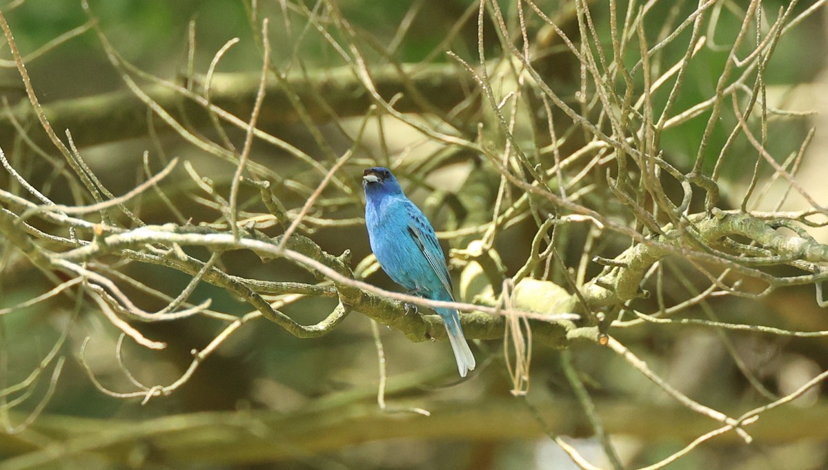 Indigo Bunting - ML619311951