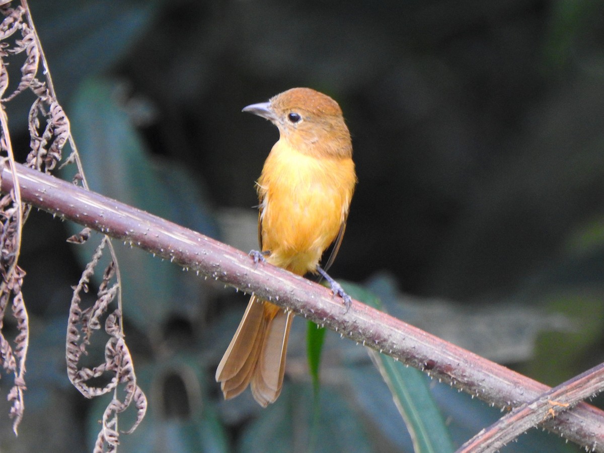 Flame-crested Tanager (Flame-crested) - ML619311953