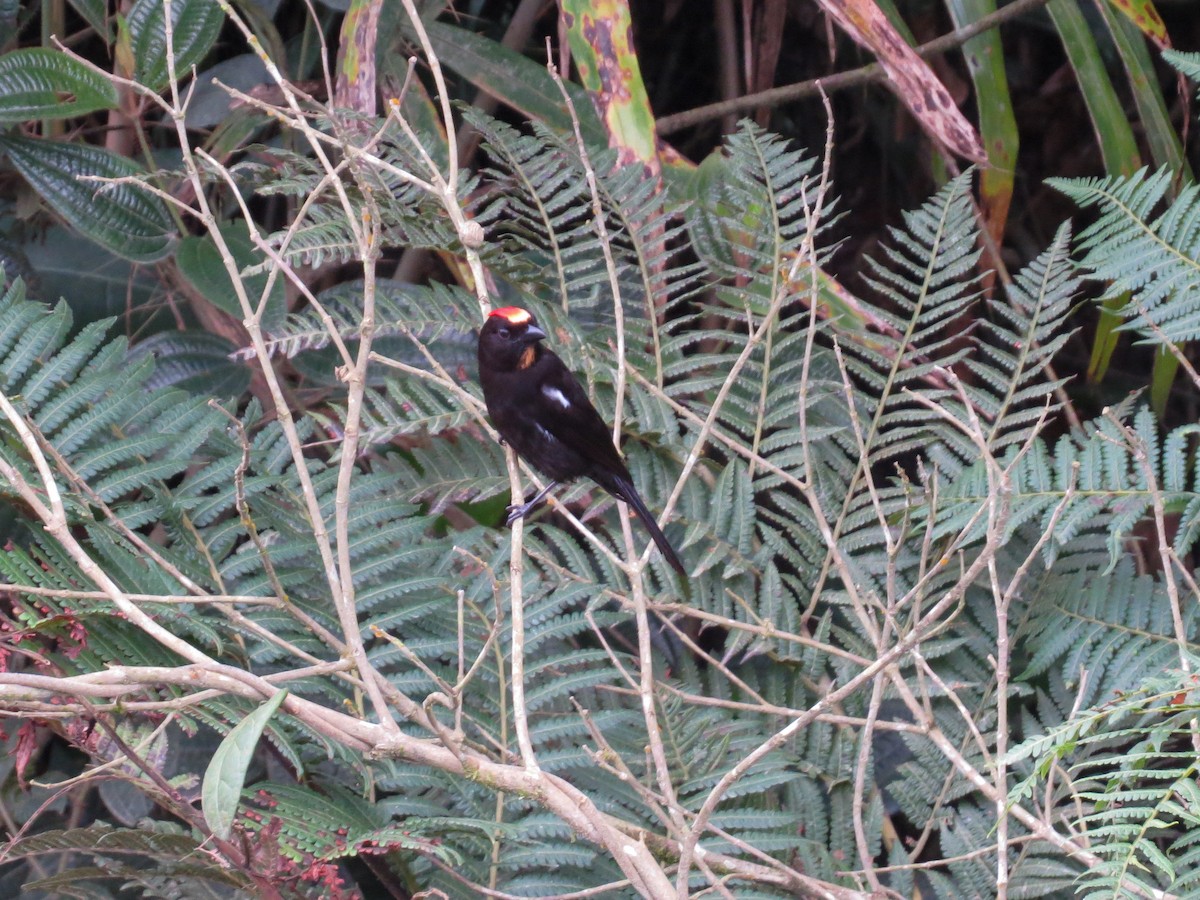 Flame-crested Tanager (Flame-crested) - Alido junior