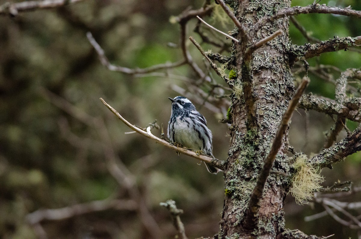Black-and-white Warbler - ML619311963
