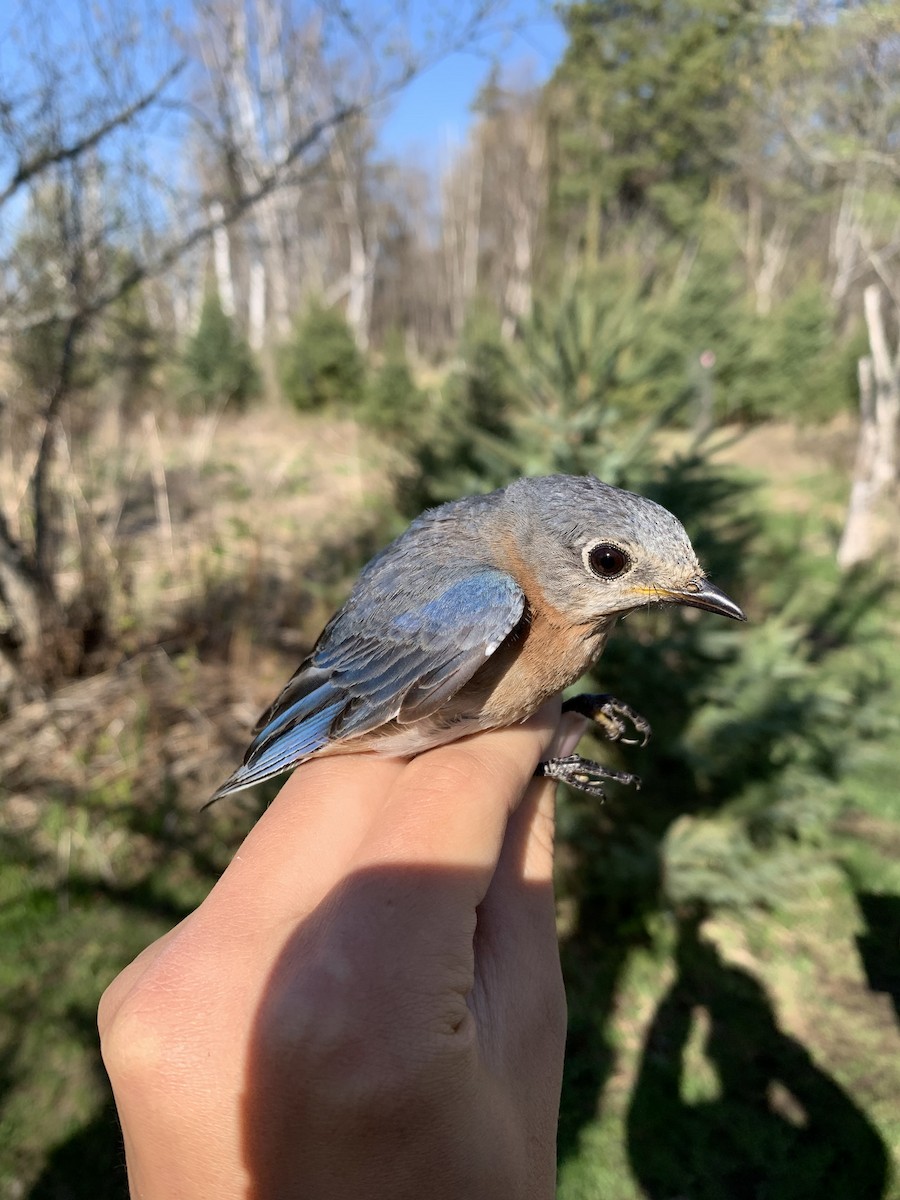 Eastern Bluebird - ML619311986