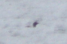 tanımsız ördek (Anatinae sp.) - ML619311987
