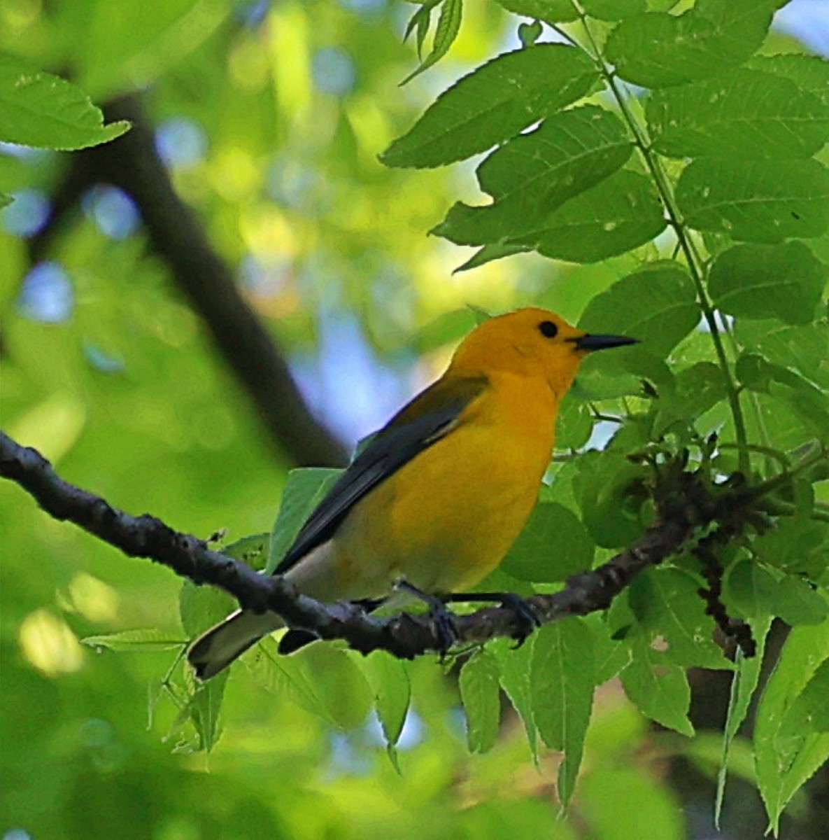 Prothonotary Warbler - ML619311988