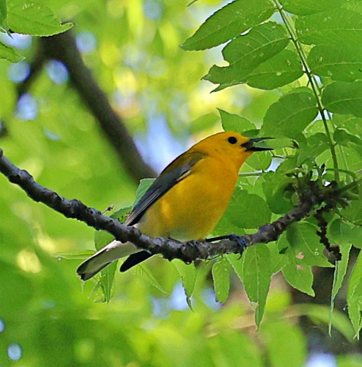 Prothonotary Warbler - ML619311989