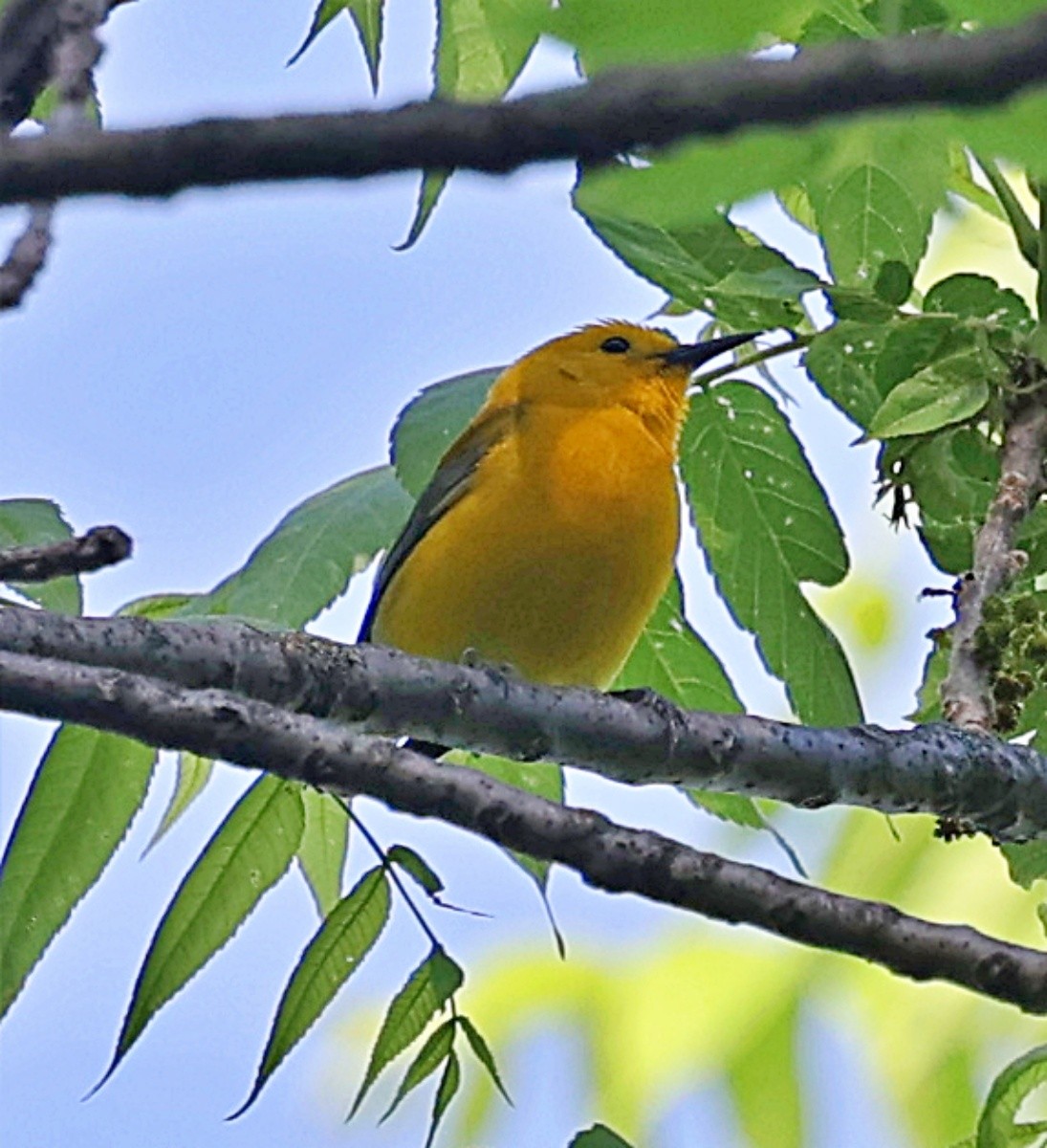 Prothonotary Warbler - ML619311990