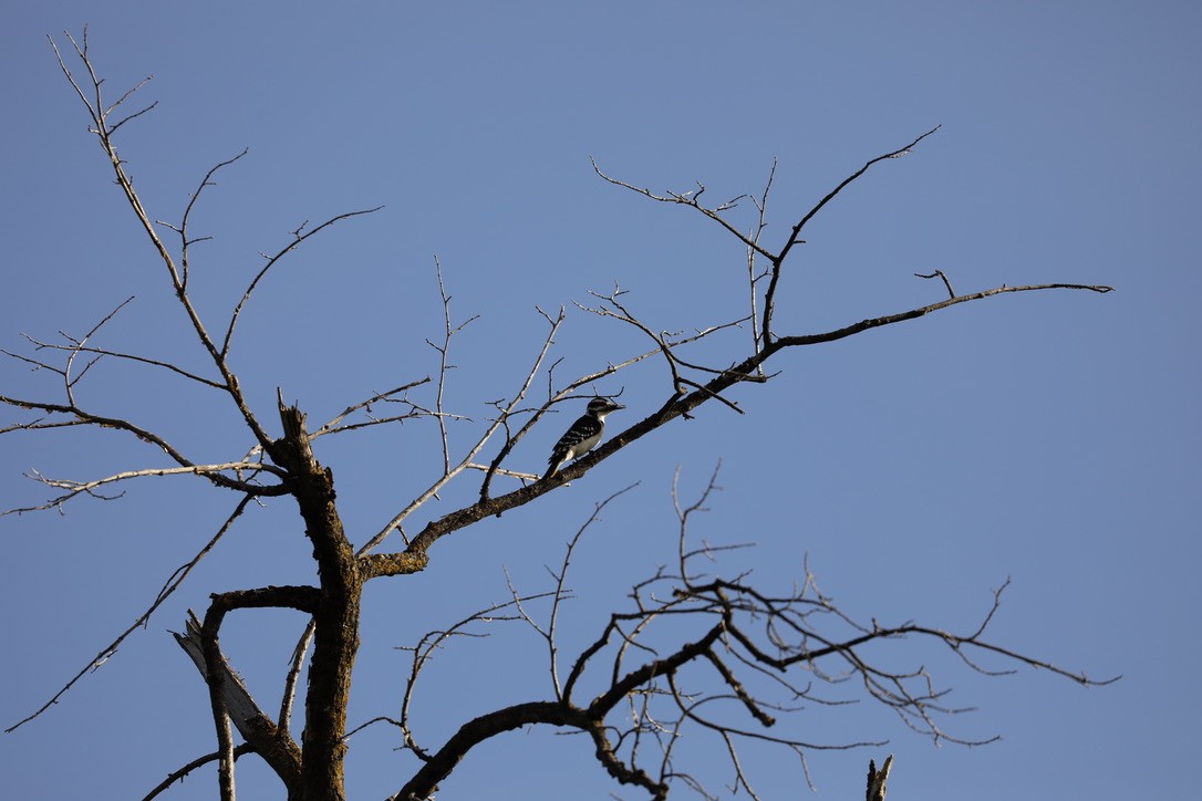 Hairy Woodpecker - Aaron Loken