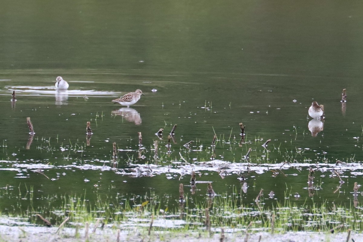 Least Sandpiper - Debra Rittelmann