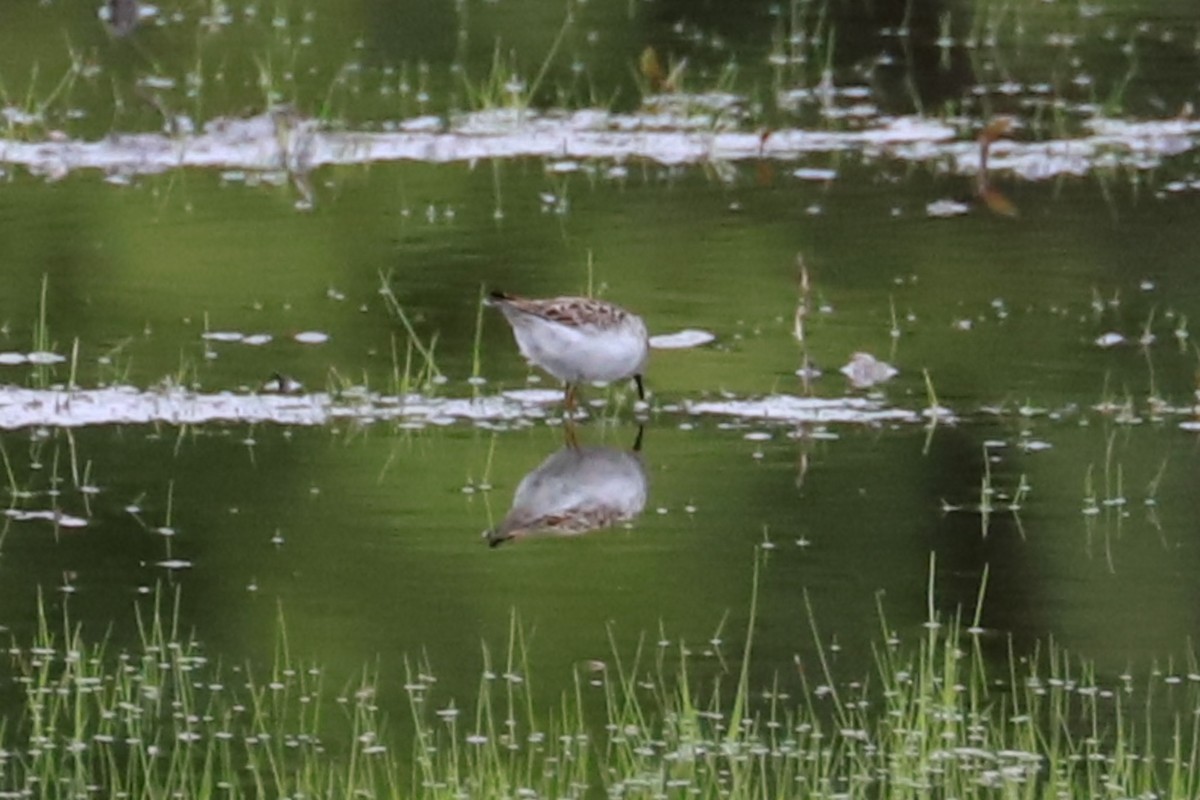 Least Sandpiper - Debra Rittelmann