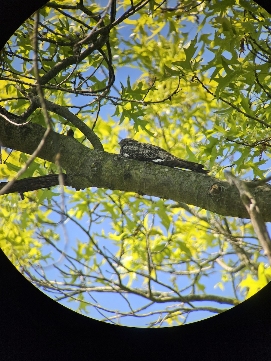 Common Nighthawk - Heidi Gibson