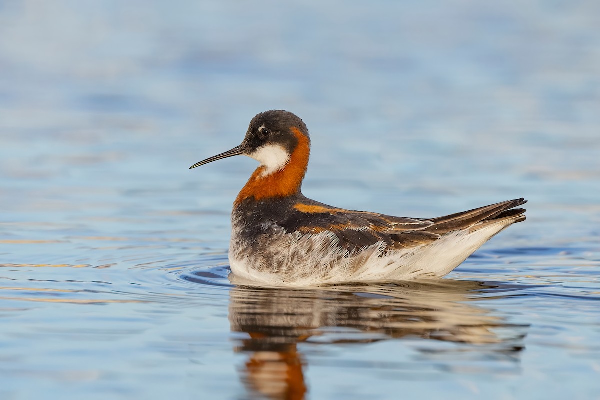 Red-necked Phalarope - Fernando Ortega
