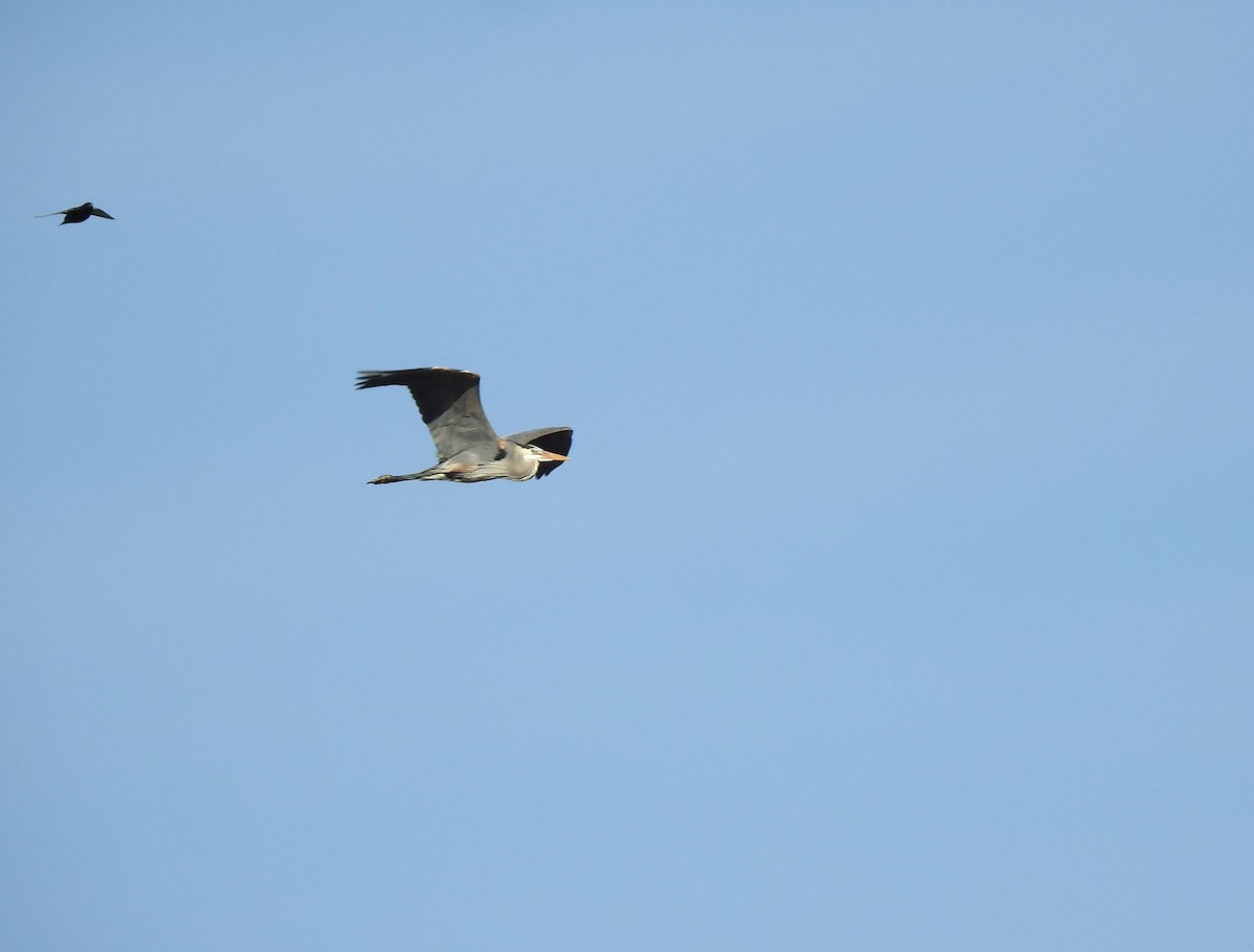 Great Blue Heron - ML619312050