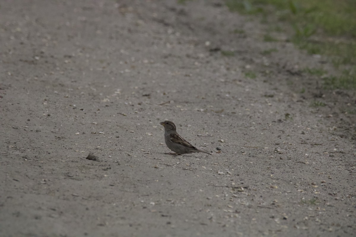 Moineau domestique - ML619312054