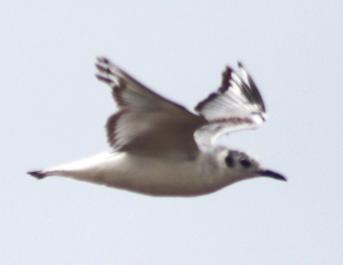 Bonaparte's Gull - ML619312057