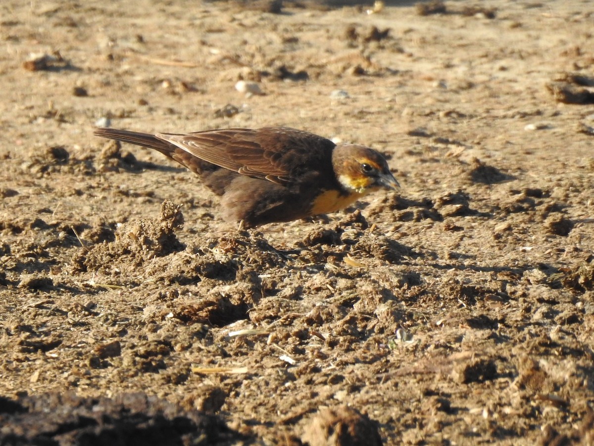 Yellow-headed Blackbird - ML619312060