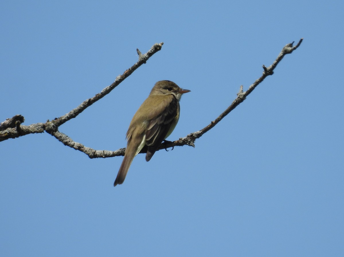 Willow Flycatcher - Glenn Hodgkins