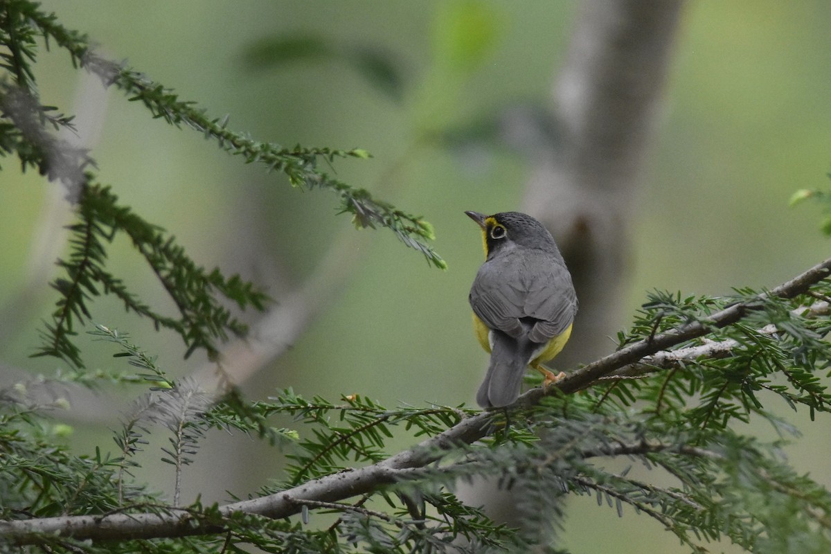 Canada Warbler - Kazumi Ohira