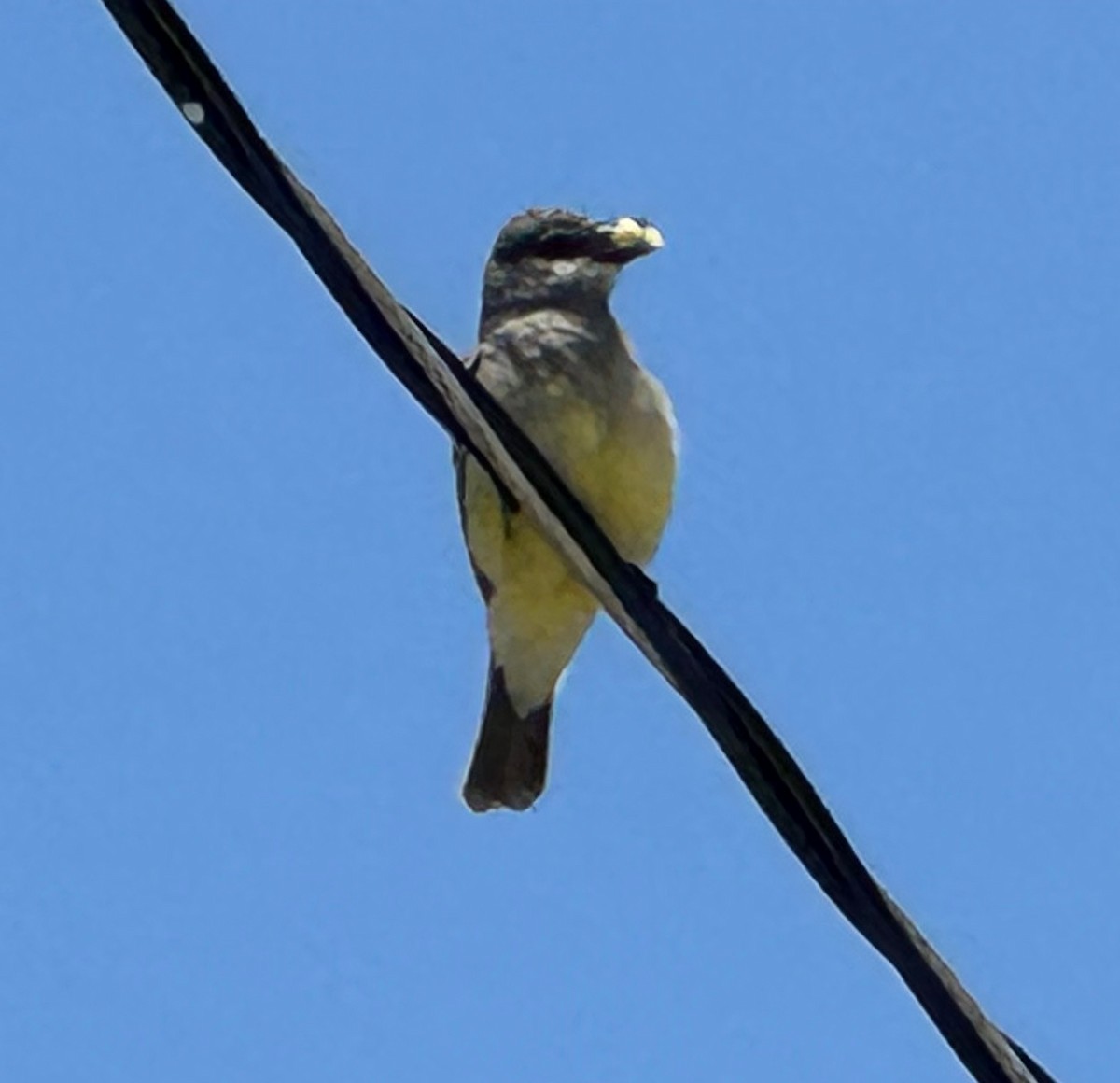 Cassin's Kingbird - Bionic Raven