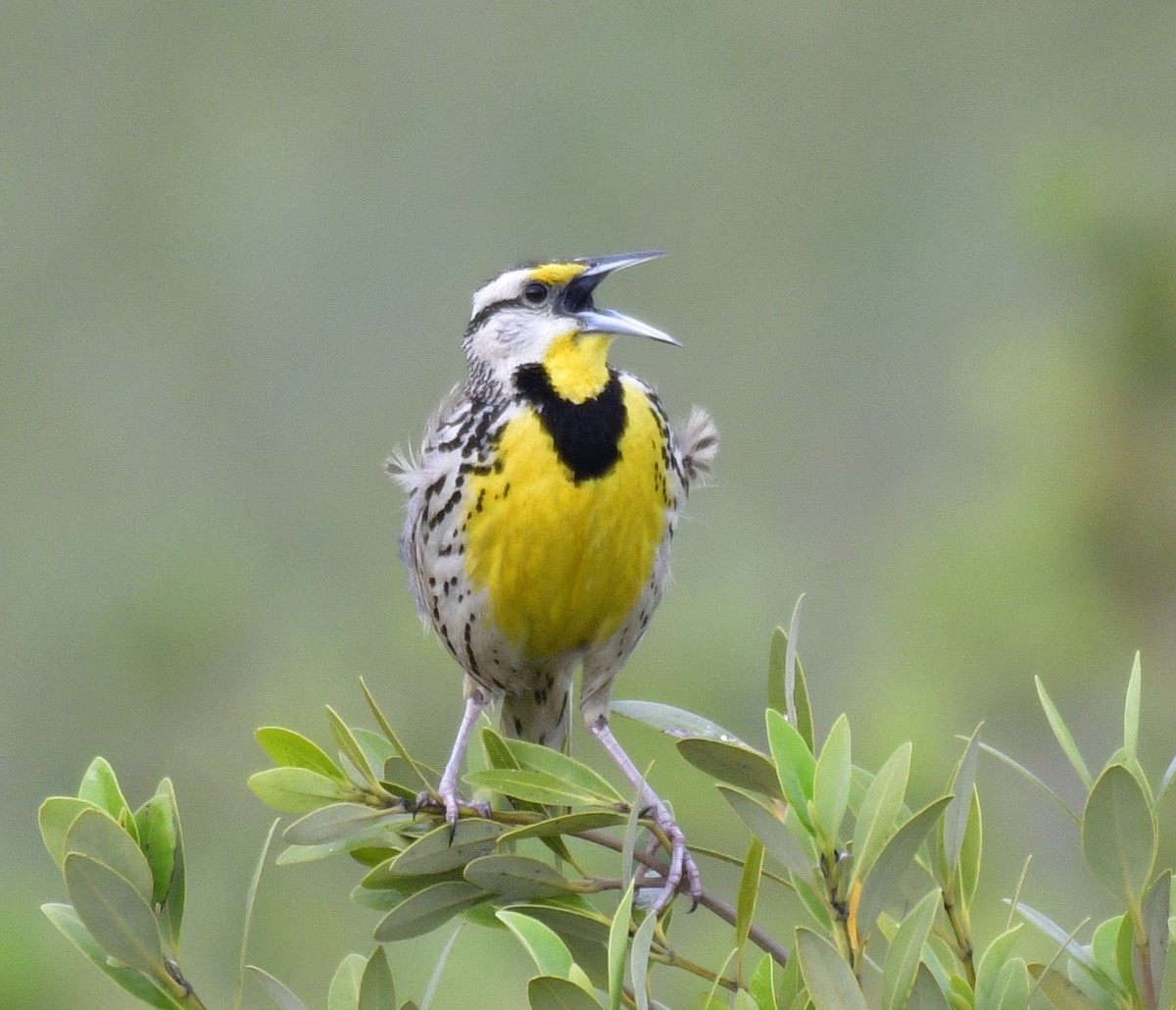 Eastern Meadowlark - Harrison Calvin