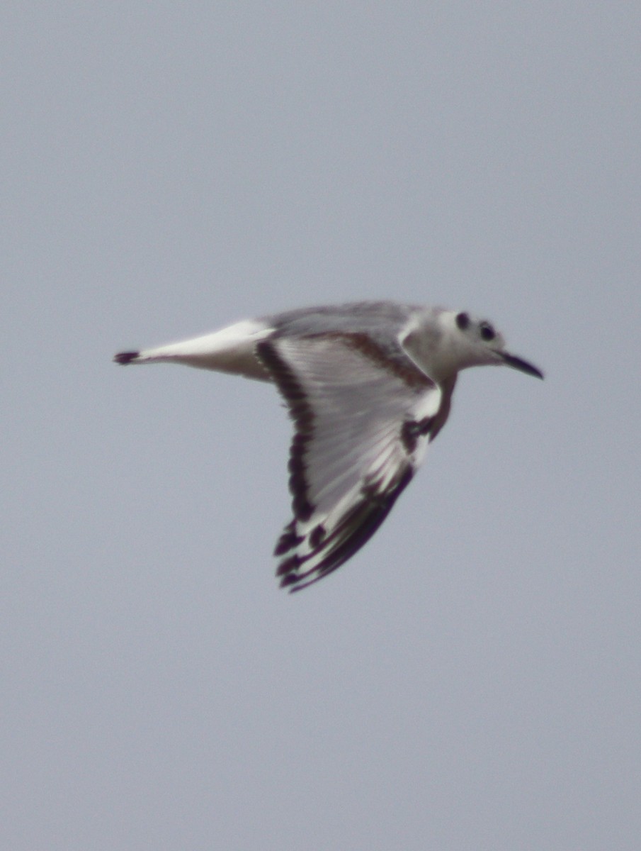 Bonaparte's Gull - Marie Barnidge-McIntyre