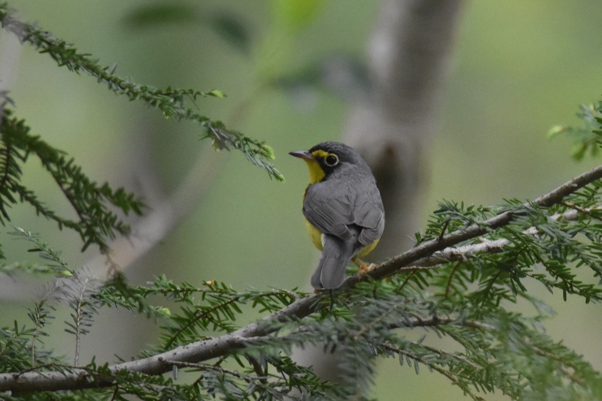 Canada Warbler - Kazumi Ohira