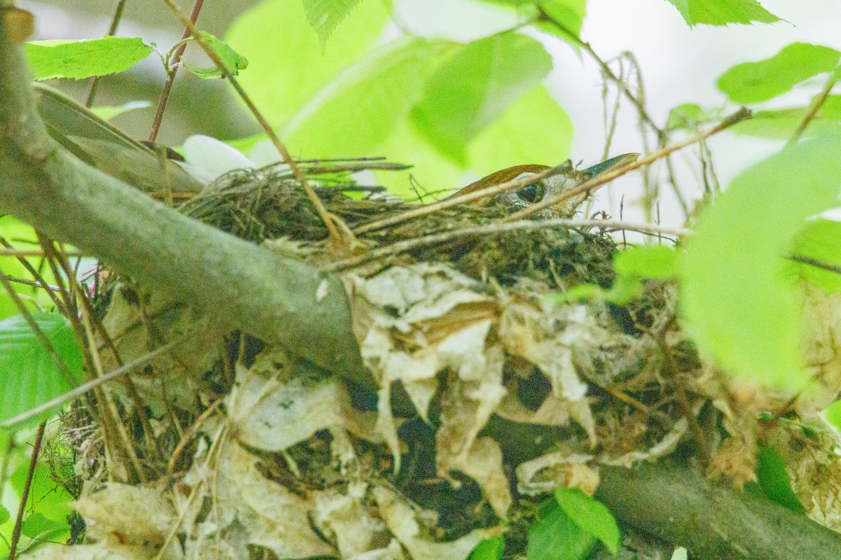 Wood Thrush - Walter D