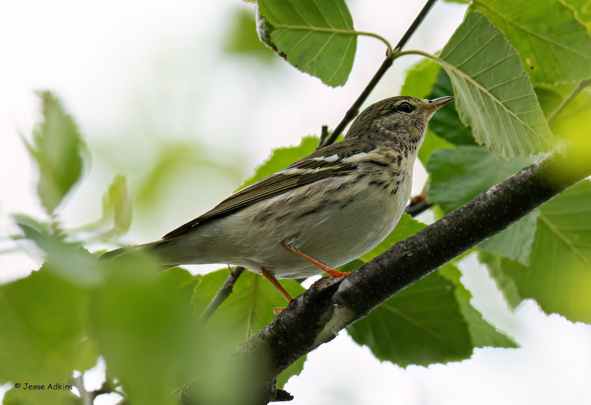 Paruline rayée - ML619312084