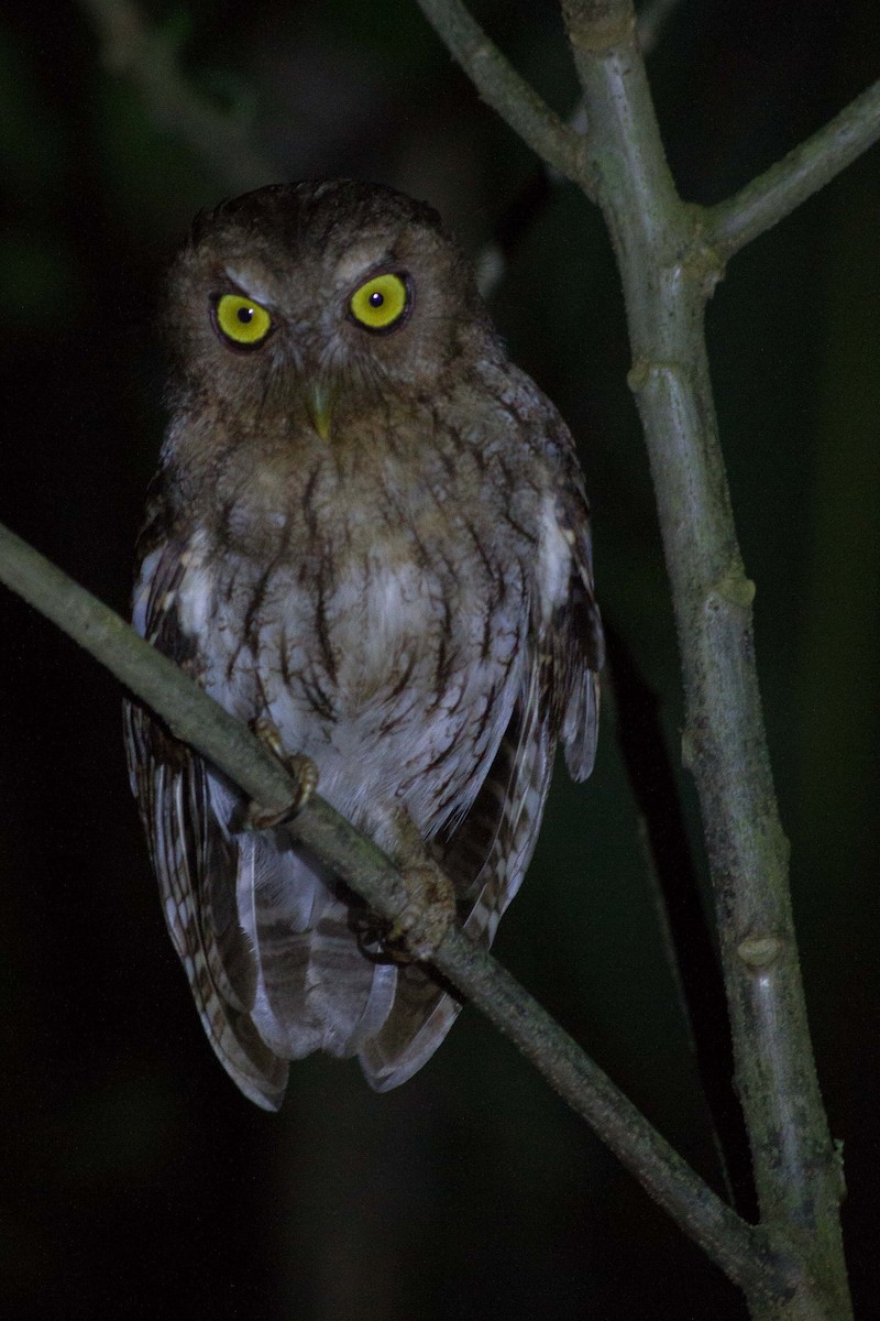 Foothill Screech-Owl - ML619312100