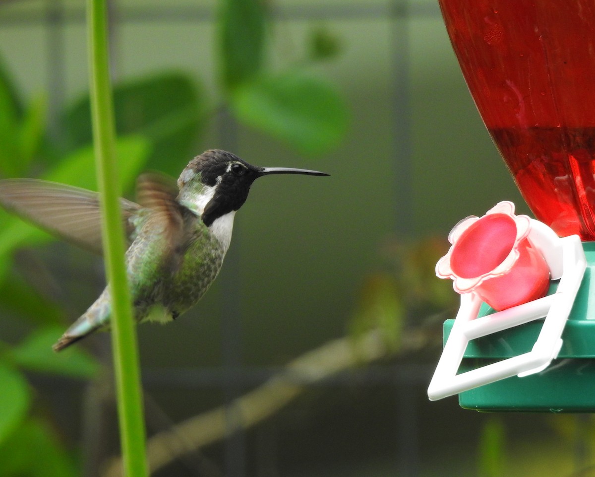 Costa's Hummingbird - ML619312106
