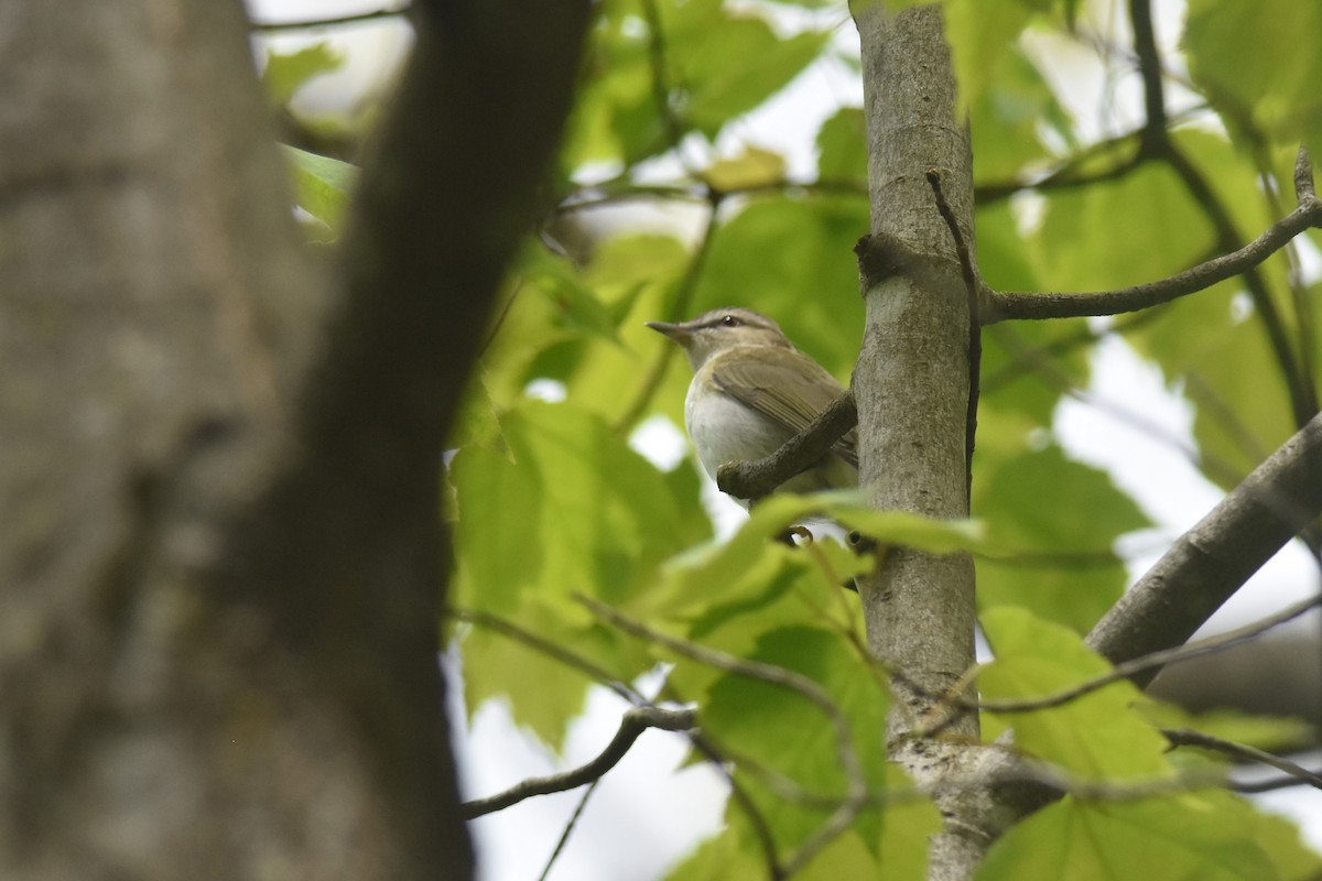 Red-eyed Vireo - Kazumi Ohira