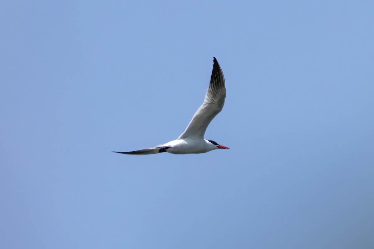 Caspian Tern - Thomas Burns