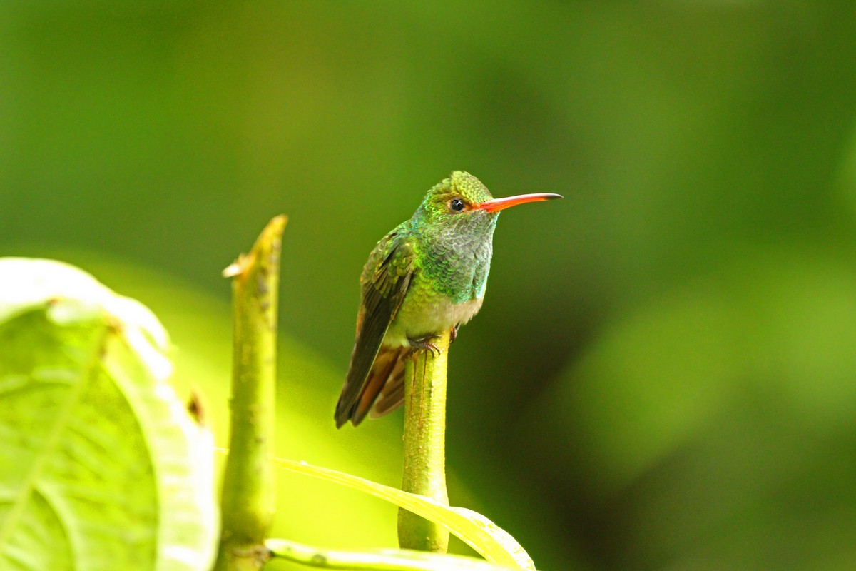 Rufous-tailed Hummingbird - Hugo Arnal