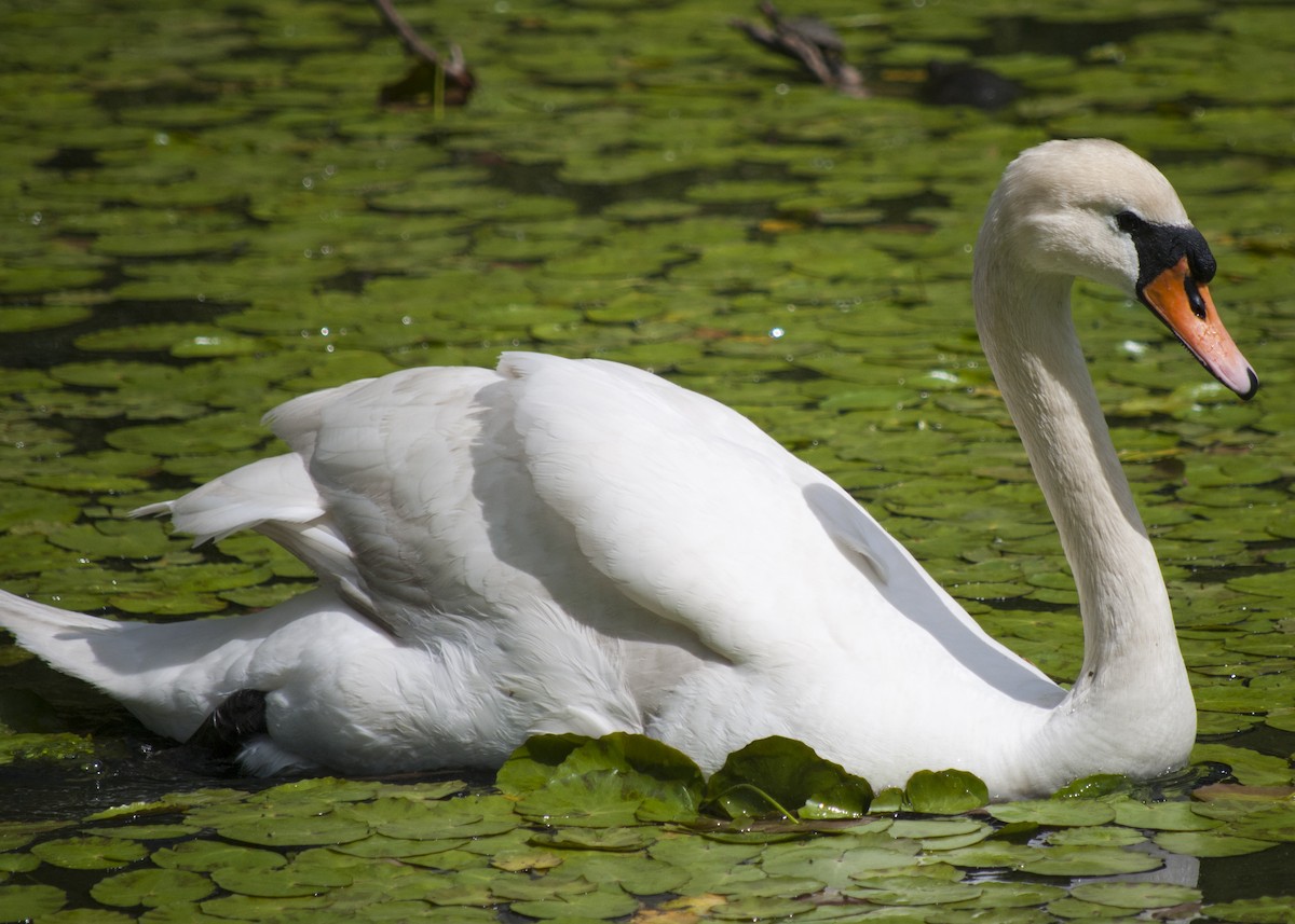 Mute Swan - Everett Yang