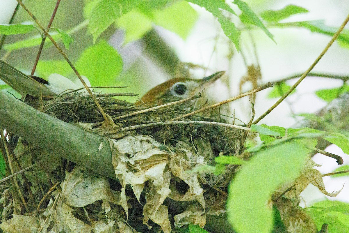 Wood Thrush - ML619312120