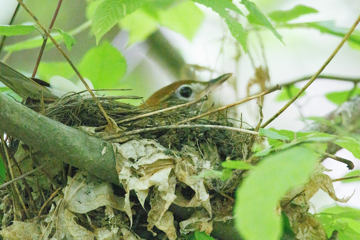 Wood Thrush - Walter D