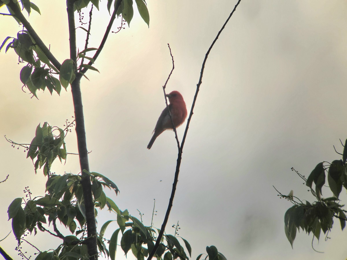 Scarlet Tanager - ML619312122