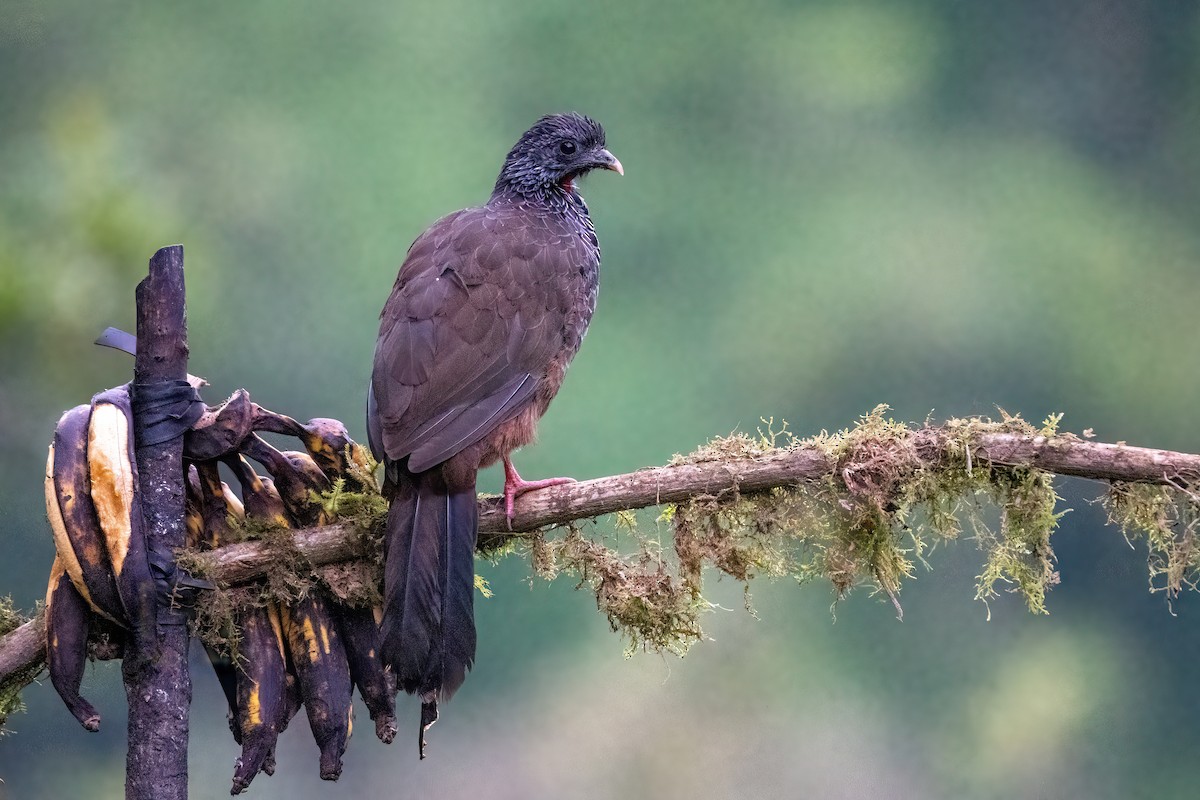 Andean Guan - ML619312130