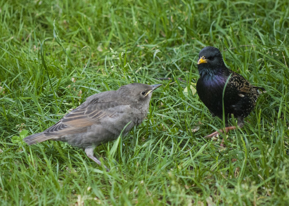 European Starling - ML619312137