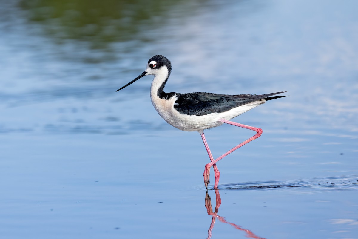 Black-necked Stilt - ML619312143