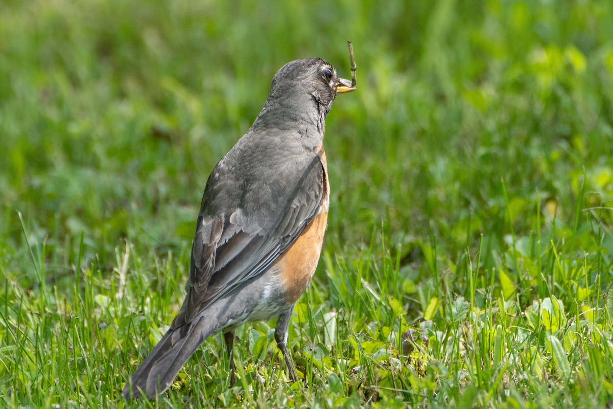 American Robin - ML619312160