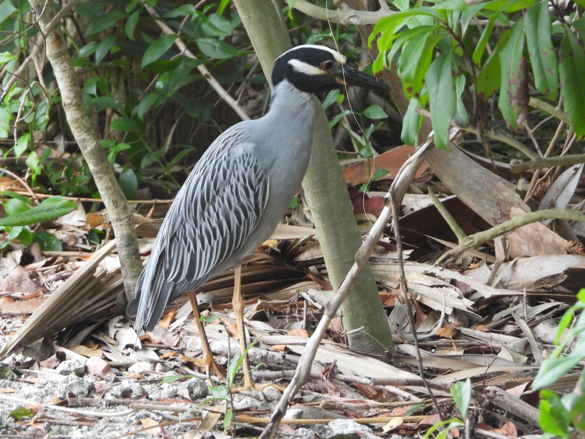 Yellow-crowned Night Heron - Mark Penkower