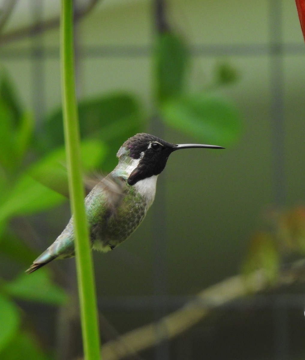 Costa's Hummingbird - ML619312177