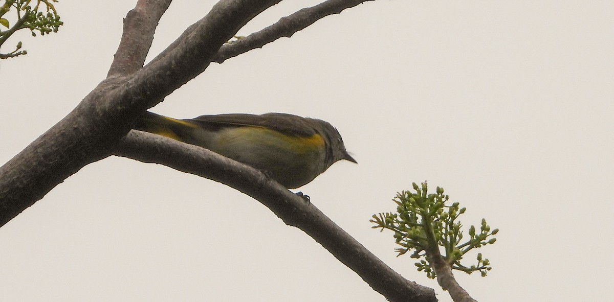 American Redstart - Mark Penkower