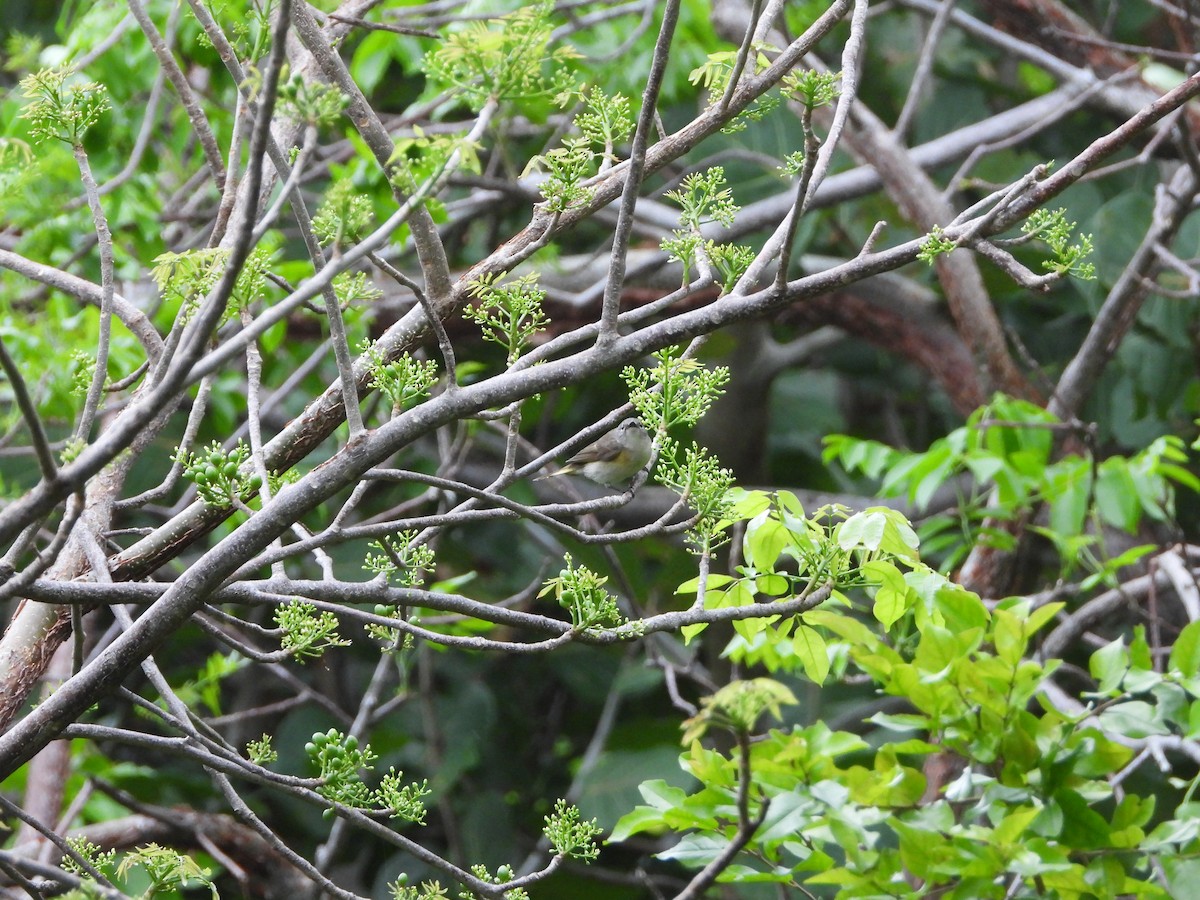 American Redstart - Mark Penkower