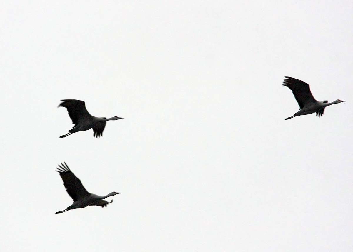 Sandhill Crane - William Clark