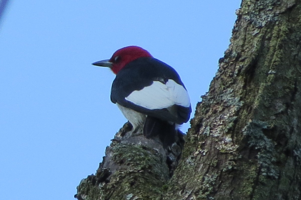 Red-headed Woodpecker - suzanne pudelek