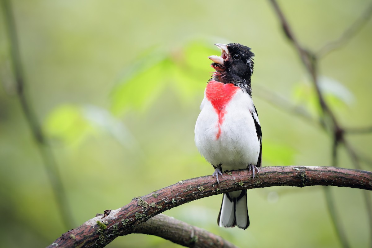 Rose-breasted Grosbeak - Frédérick Lelièvre