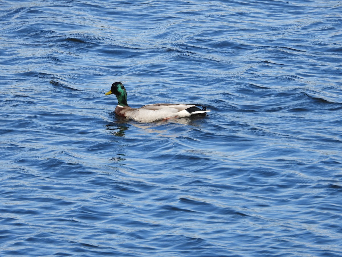 Mallard - Mark Donahue